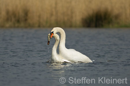 008 Höckerschwan - Paarung (Cygnus olor)